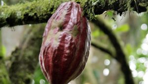 Bei Weitem ältester Beleg: Kakao stammt doch nicht aus Mittelamerika