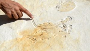 Mehr Vogel als Dinosaurier: Forscher löst Rätsel um „Phantom-Fossil“