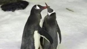 Schwules Pinguinpärchen brütet gemeinsam Junges aus