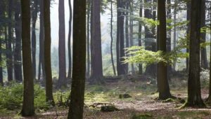 Wälder sparen 9,8 Millionen Tonnen Kohlendioxid ein