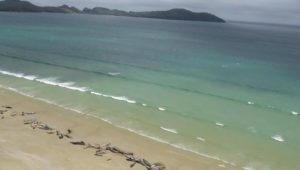 Mehr als 140 gestrandete Grindwale in Neuseeland verendet