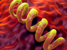 Syphilis-Infektionen steigen in Deutschland weiter an 
