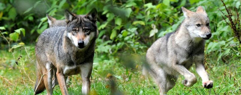 Immer mehr Wolfsrudel leben in Deutschland