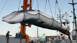 Japan will wieder Wale jagen