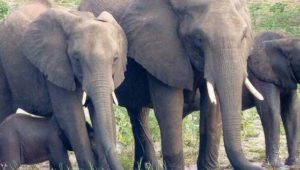 Elefanten-Eldorado in Gefahr