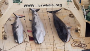 Japanische Flotte tötet bei jüngster Expedition 177 Wale