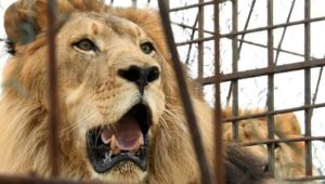 Löwe tötet Tierpark-Praktikantin in den USA